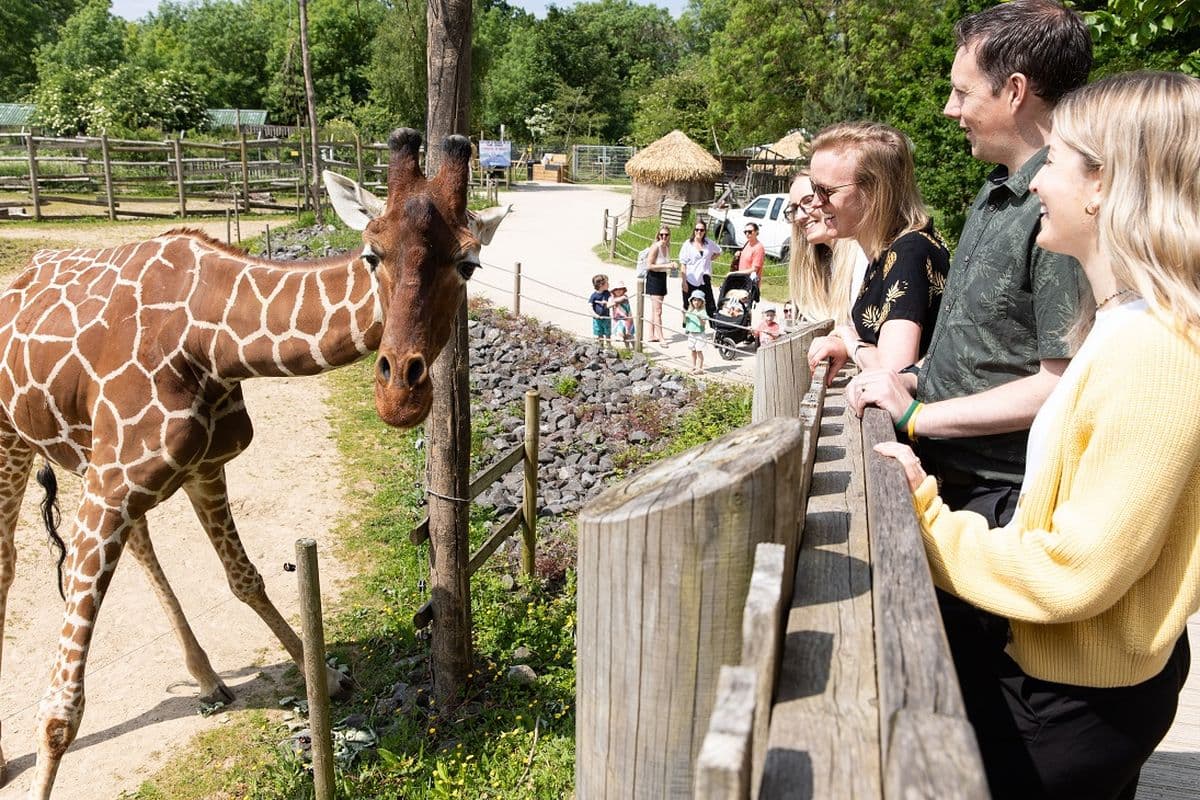 A group of friends look at a giraffe from a raised walkway