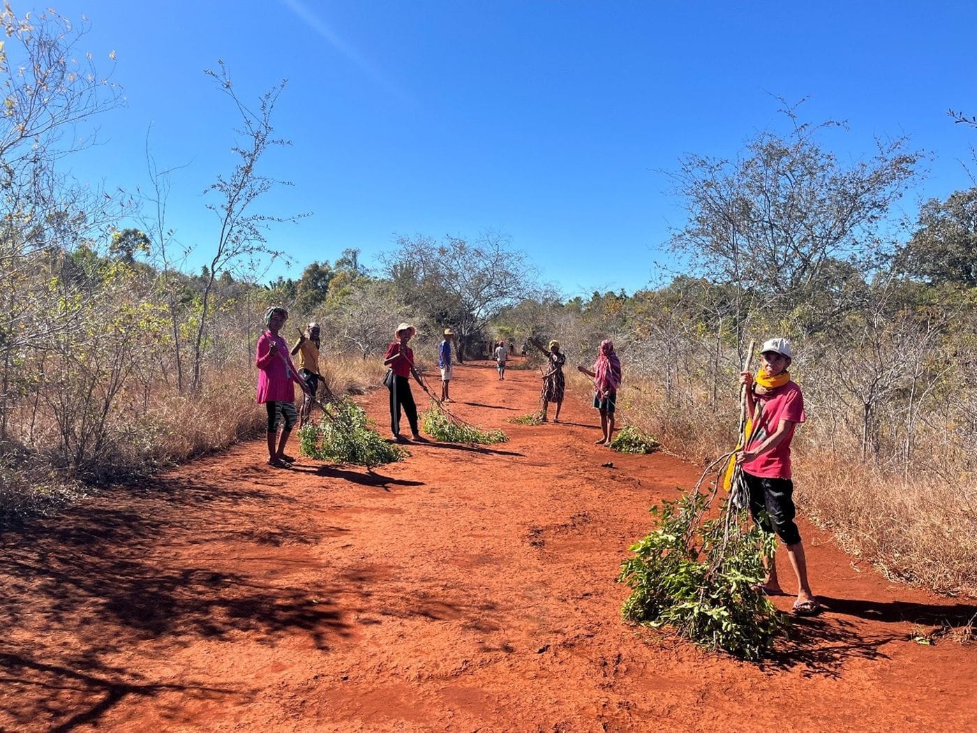 A group of people with branches, collecting plants in the African Savannah