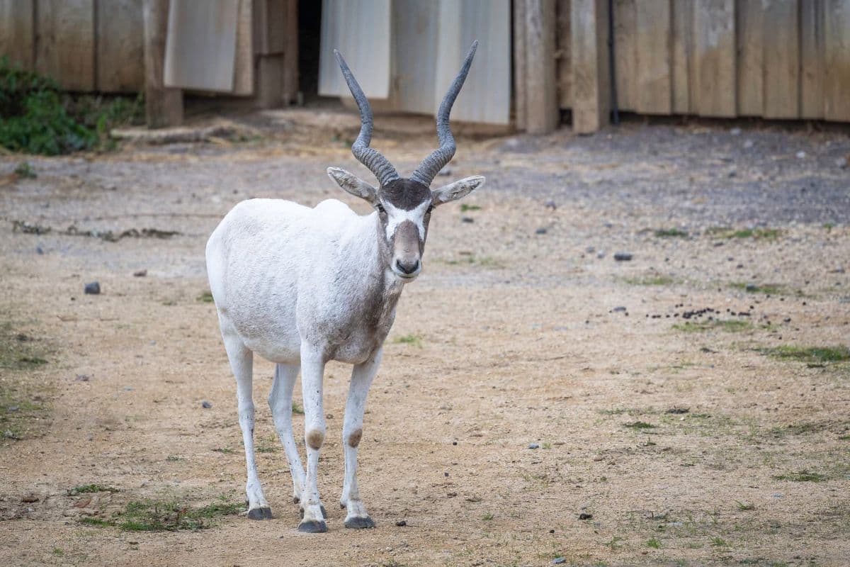 Addax with long, twisted horns standing on sandy ground near wooden structures.