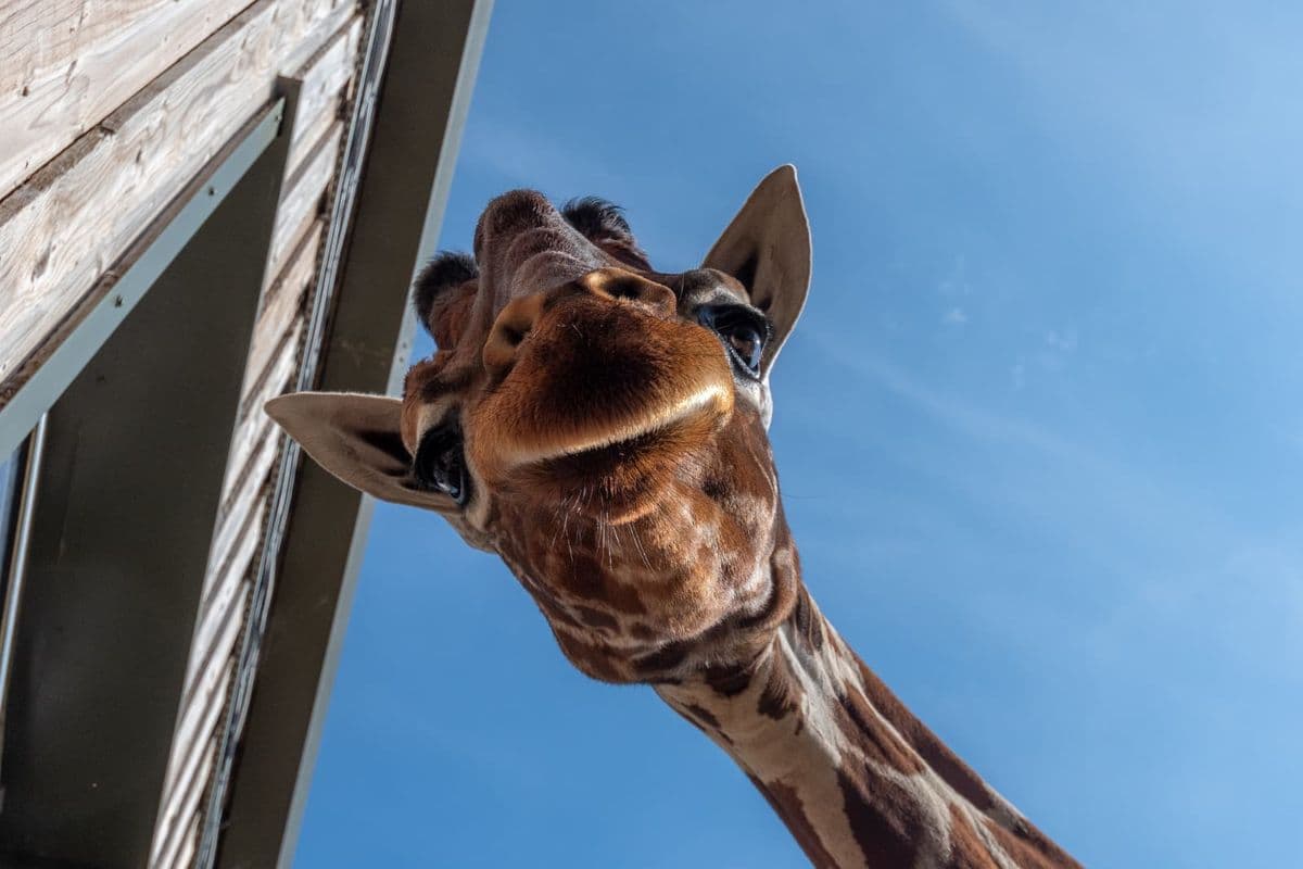 A giraffe is seen from below looking down at the camera against a bright blue sky