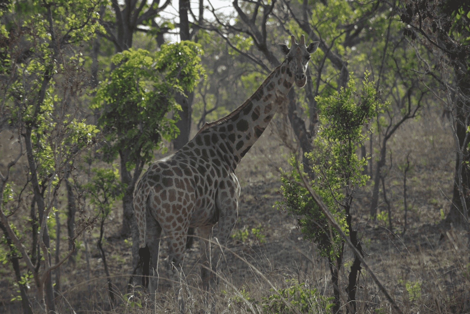A giraffe stands looking at the camera within a forest