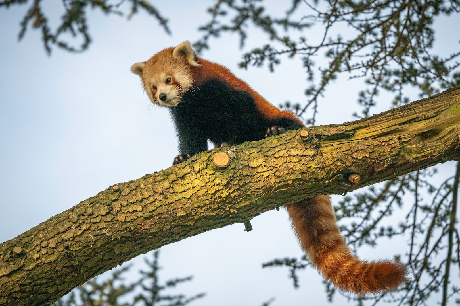 A red panda perches on a tree branch