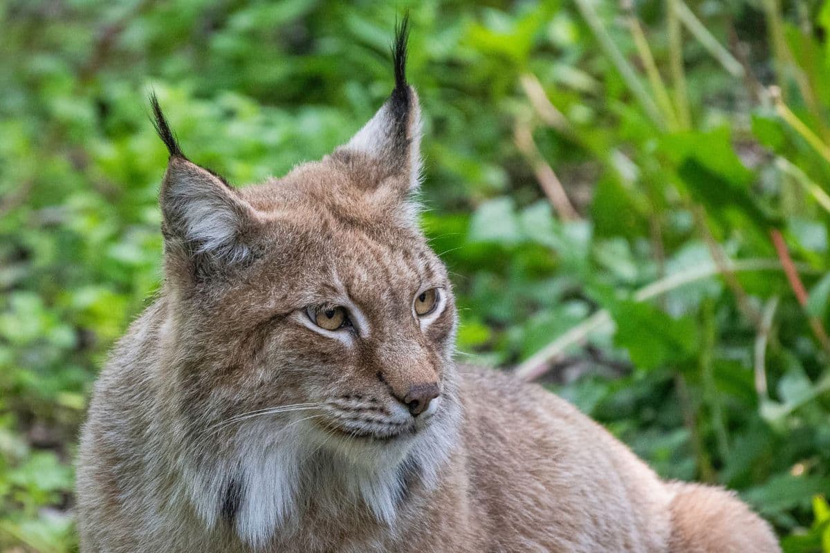 A close up of a lynx against an unfocused green background
