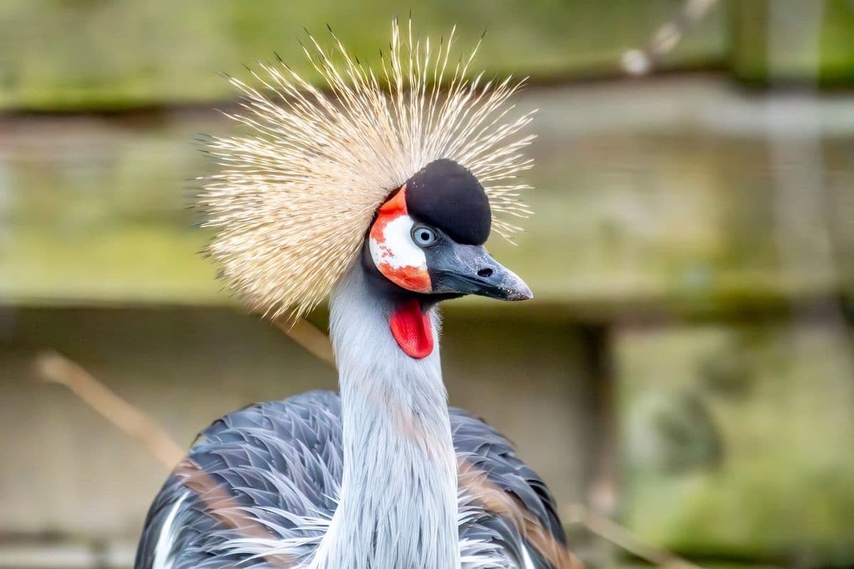 A grey crowned crane with long plumage feathers