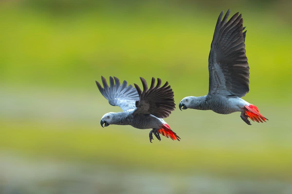 Two African grey parrots mid flight against an unfocused green background