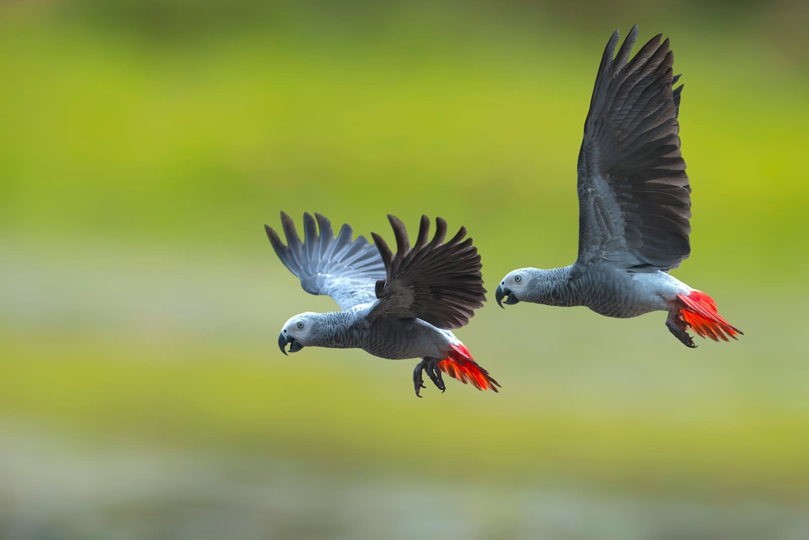 Two African grey parrots mid flight against an unfocused green background