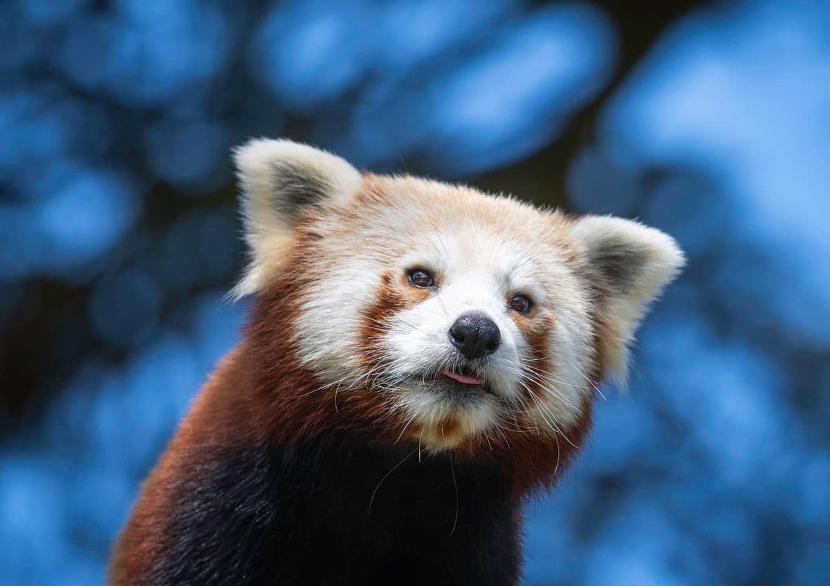 A close up of a red panda with his tongue sticking out against a bright blue sky