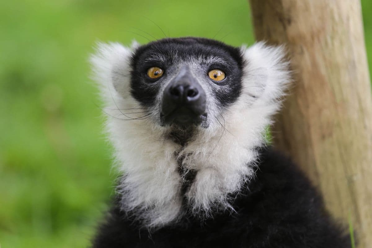 A ruffled lemur with bright orange eyes looking straight at the camera.