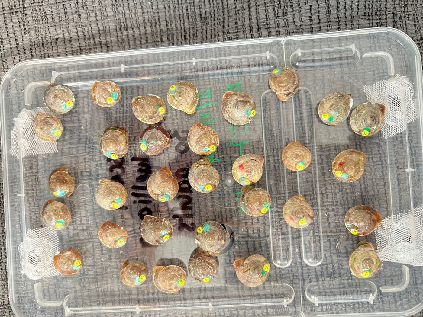 A plastic tray of very snall snails with dots of green UV paint on the shells and a number