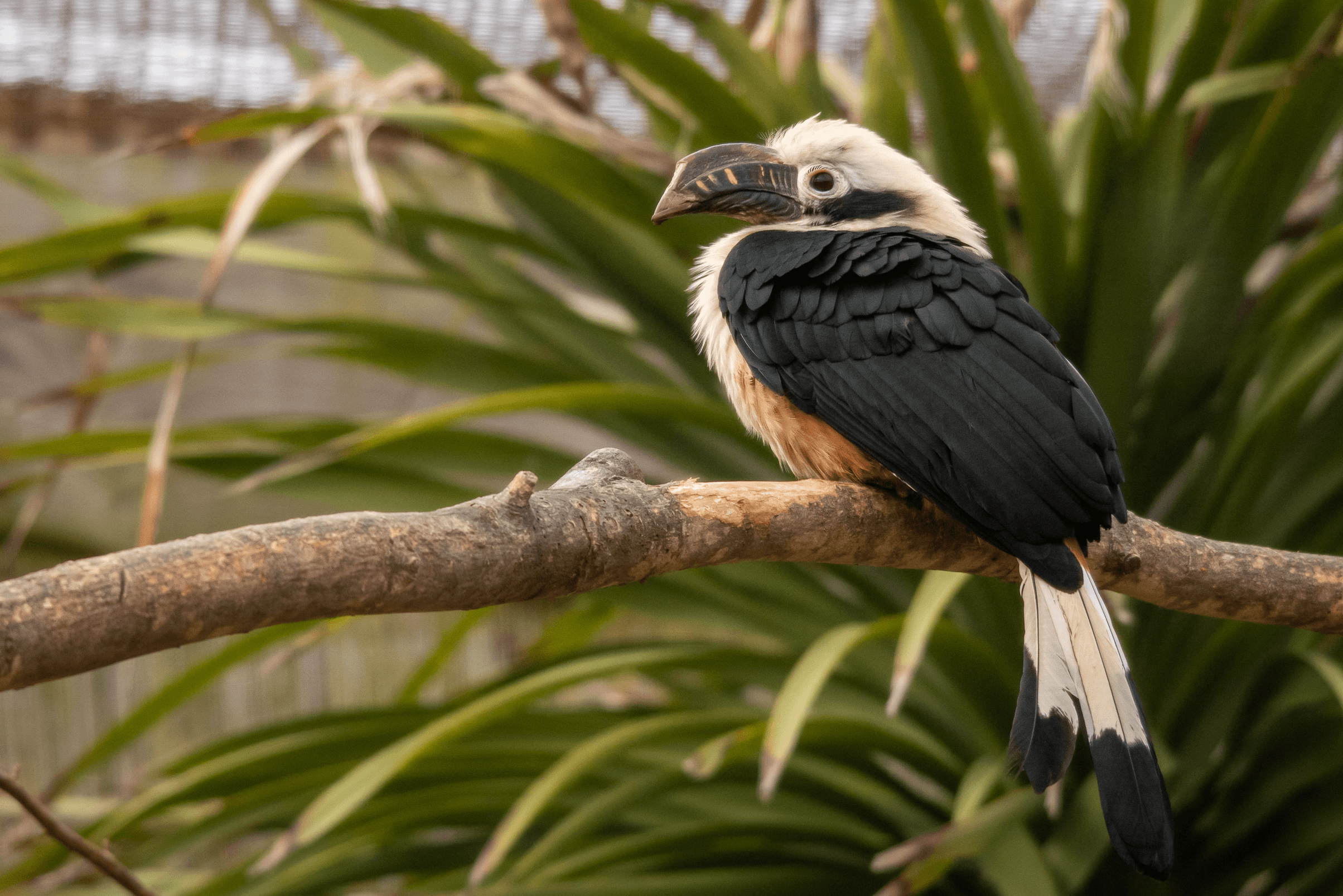 A visayan tarictic hornbill perching on a branch. It has a large brown bill, black wings, and an orange and cream chest.