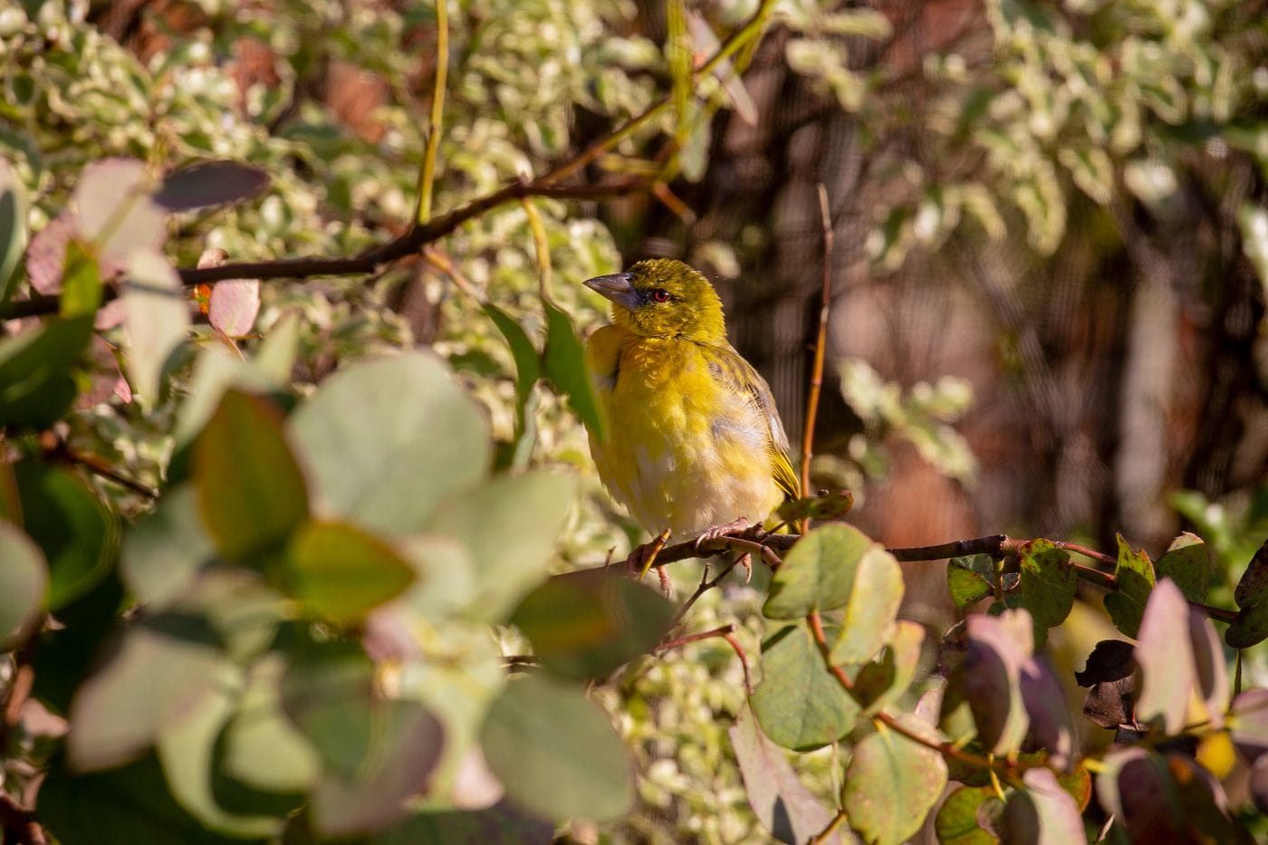 A village weaver perching on a branch surrounded by weaves. It is bright yellow.