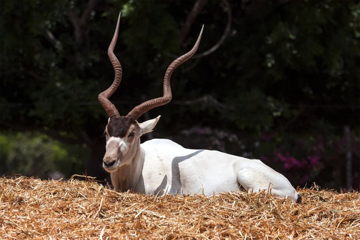 An addax with long, spiraled horns rests on straw, surrounded by greenery in the background.
