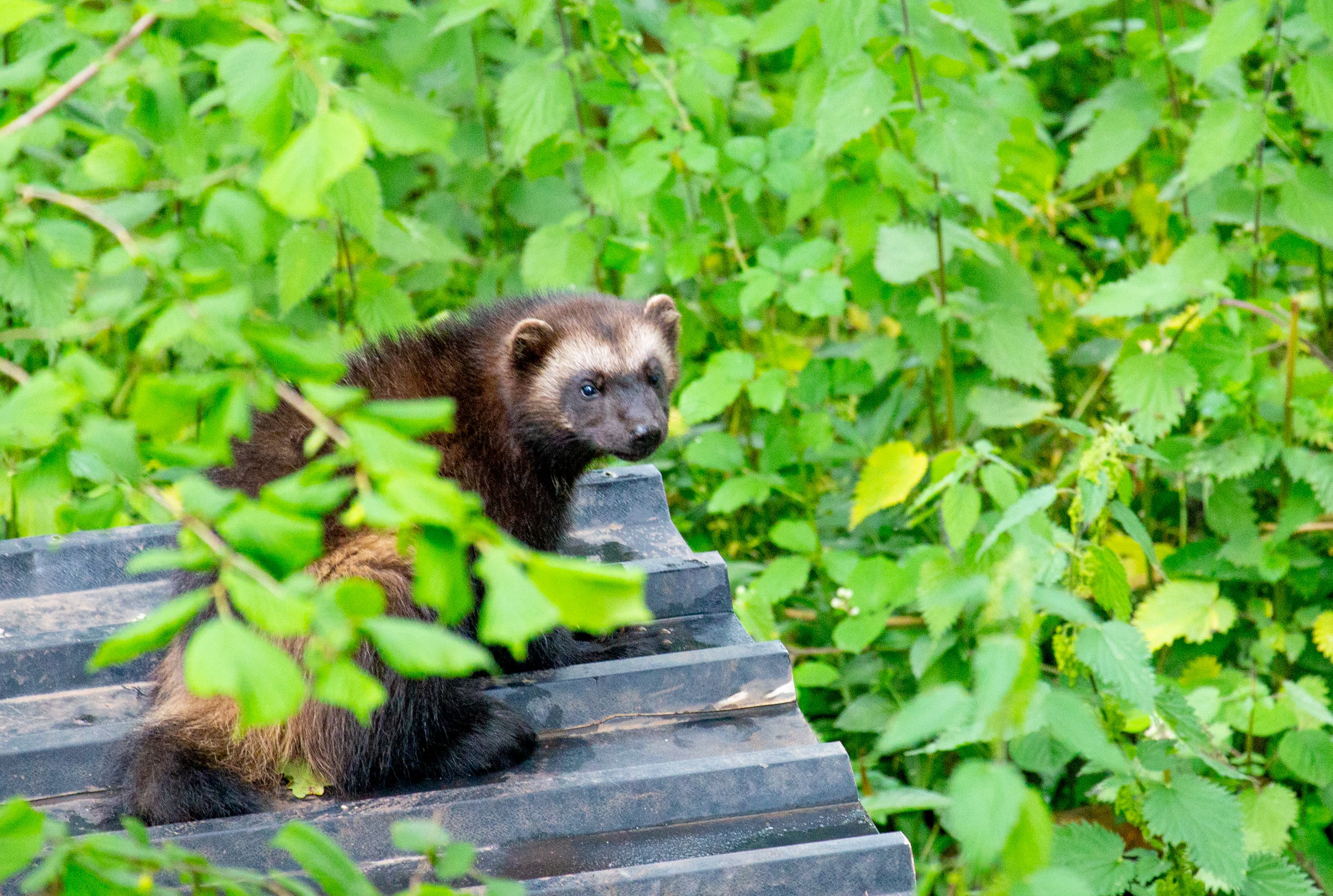 A wolverine sitting on a slat looking at the camera in between plants.