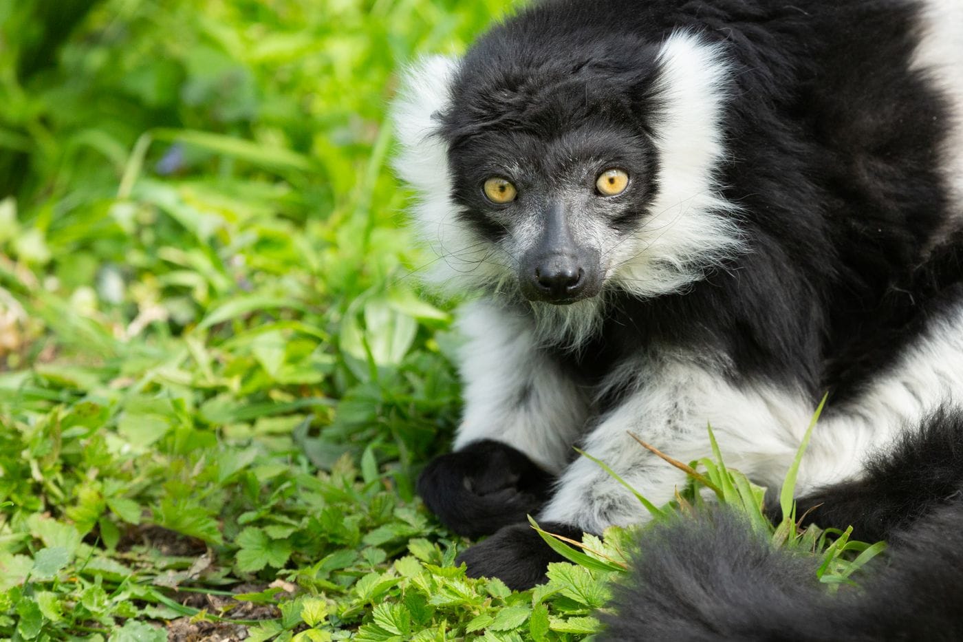 A ruffled lemur looking directly as the camera. It has bright orange eyes.