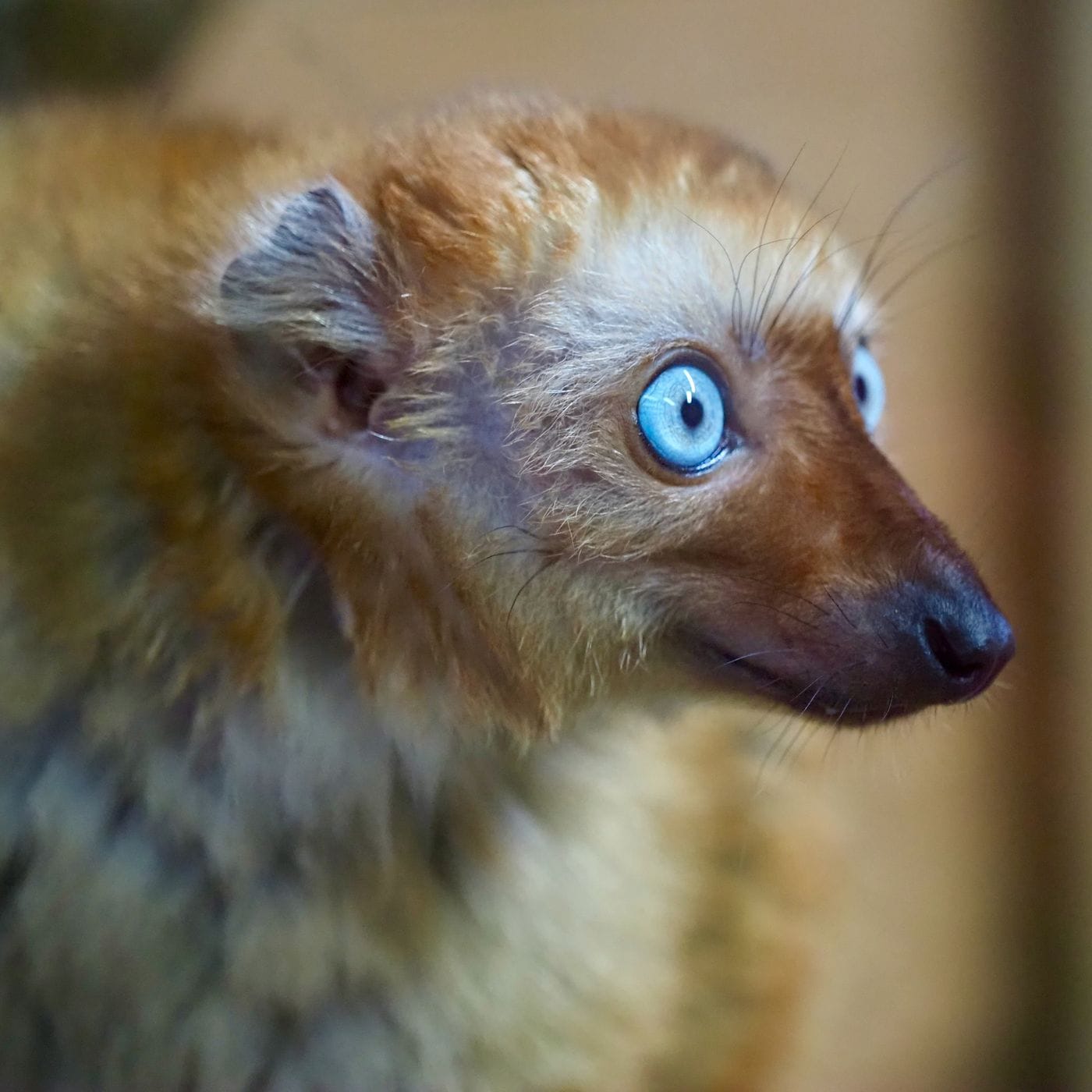 Female blue eyed black lemur - orangey brown coat and piercing blue eyes