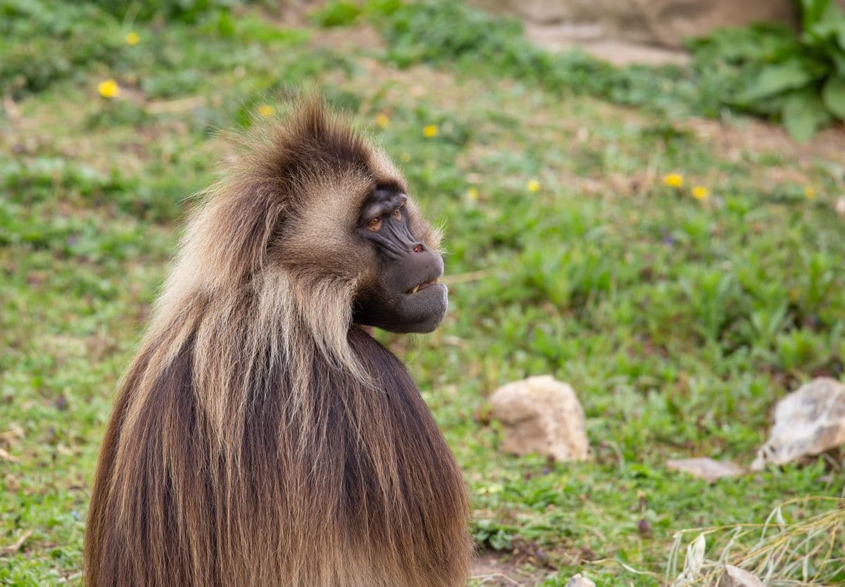 A gelada sitting down with its mouth slightly open. It has long brown hair.
