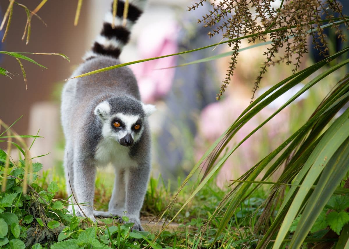 A ring-tailed lemur has its tail raised high.