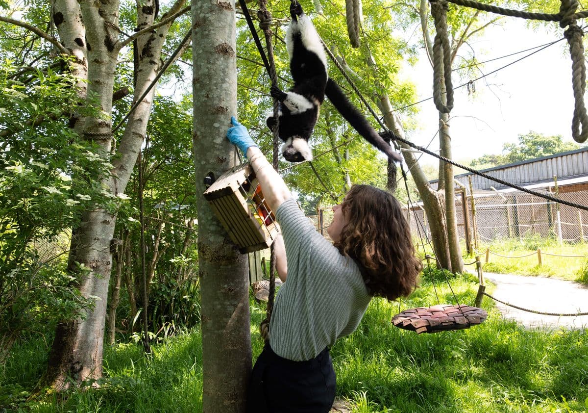 An experience guest hangs up a box full of food in a tree as a lemur hangs from the branches beside her