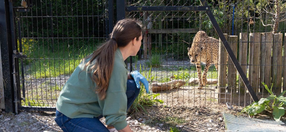 An animal experience guests crouches next to a fence through which a cheetah is approaching