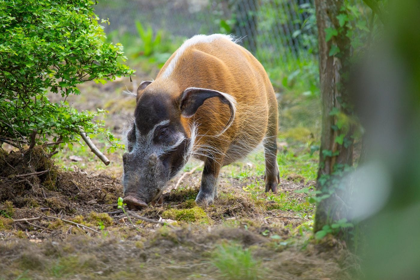A red river hog has its nose to the woods floor.