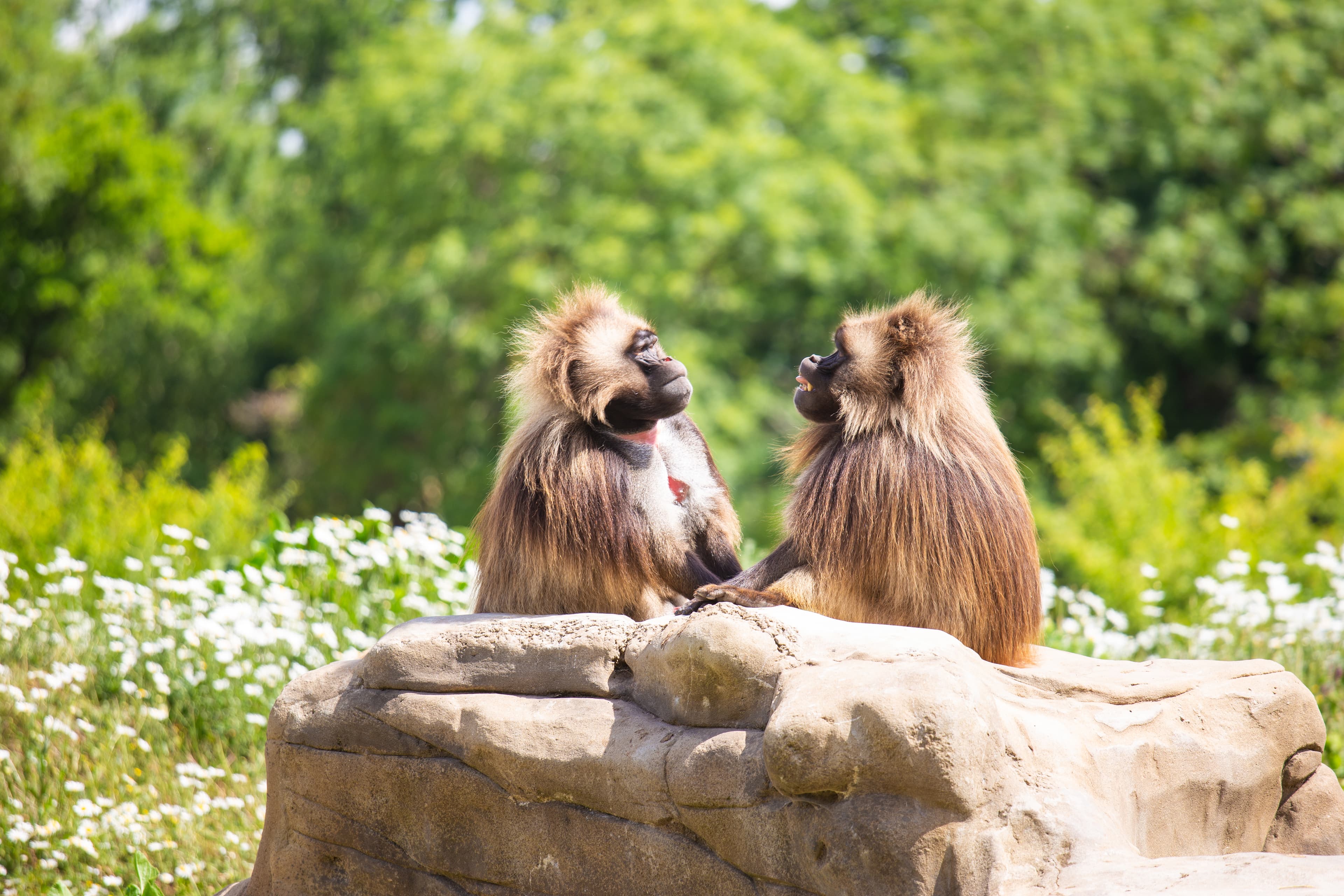 Two geleda sitting on a rock looking at each other. One has its mouth open.