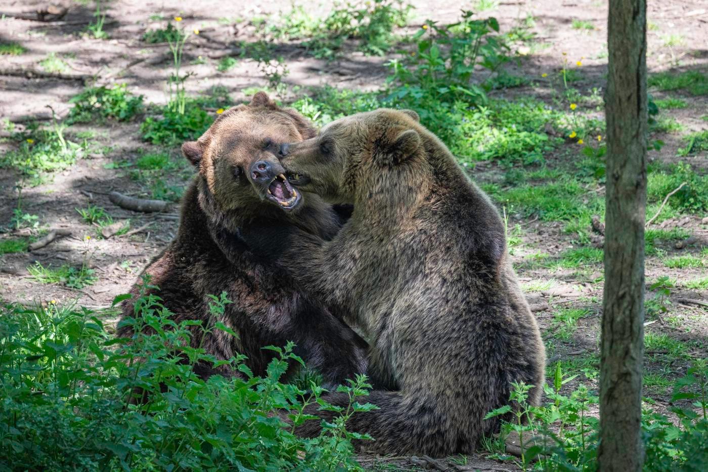 Two brown bears play fighting in a lushcious woodland