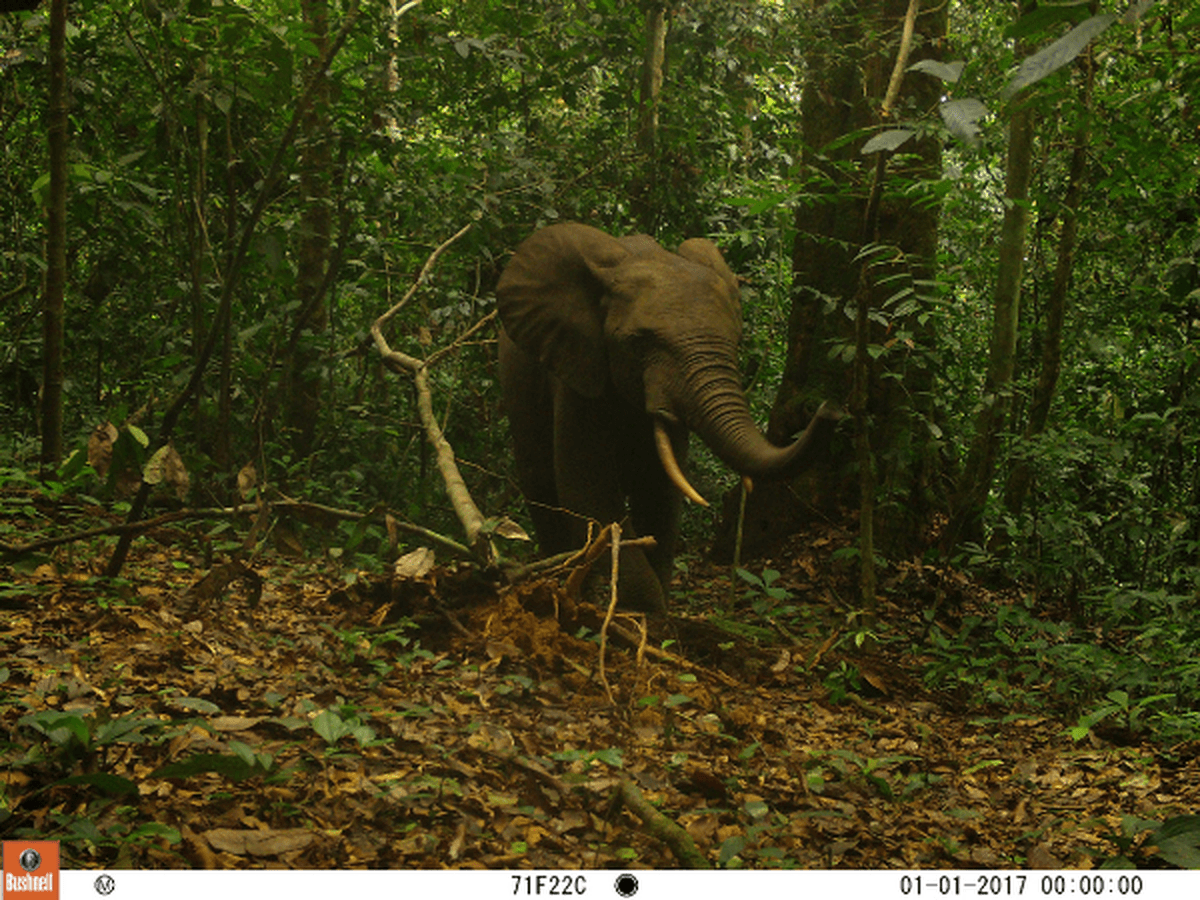 A camera trap image of an elephant moving through a forest in Equatorial Guinea