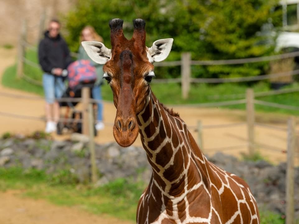 A giraffe with people in the background